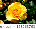 Photo of yellow roses 128263763