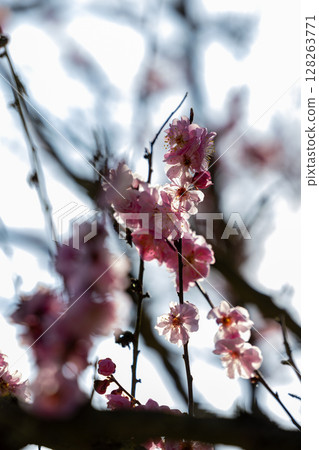 Delicate Blossoms Captured Beautifully in a Soft Focus, Reflecting Natures Charm and Grace 128263771
