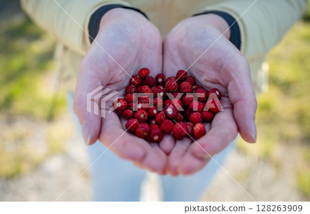 Hands holding freshly picked wild strawberries outdoors in summer Hands holding freshly picked wild strawberries outdoors in summer 128263909