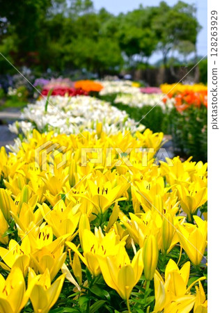 盛開的彩色百合花園 128263929