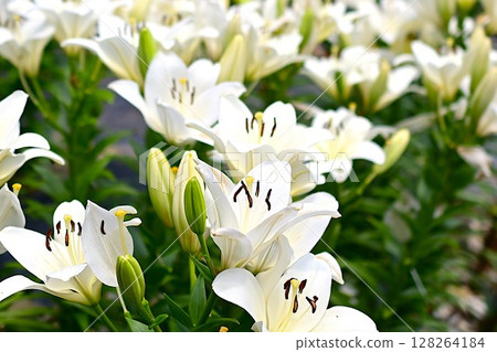 A colorful lily garden in full bloom A colorful lily garden in full bloom 128264184
