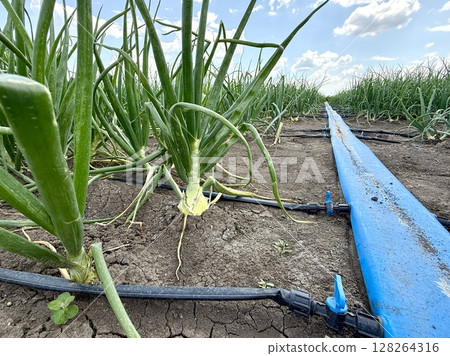 Green onions growing in rows in dry soil are being watered by a drip irrigation system on a sunny day, ensuring efficient water usage and optimal growth 128264316