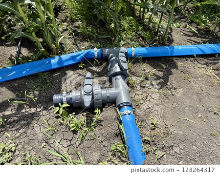 Layflat hoses and valves from an irrigation system watering a corn field during a drought, promoting crop survival and addressing the challenges of water scarcity in agriculture Layflat hoses and valves from an irrigation system watering a corn field during a drought, promoting crop survival and addressing the challenges of water scarcity in agriculture 128264317