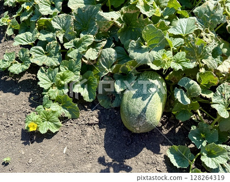 Large, oblong green melon rests on the ground amidst vibrant green leaves and a small yellow flower, showcasing the growth and cultivation of melons in a sunny agricultural field Large, oblong green melon rests on the ground amidst vibrant green leaves and a small yellow flower, showcasing the growth and cultivation of melons in a sunny agricultural field 128264319