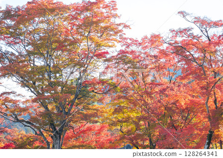 Vibrant autumn foliage with colorful leaves on trees. Kyoto, Japan 128264341