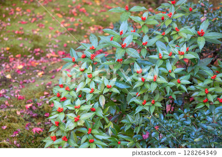 Lush greenery with vibrant foliage and scattered autumn leaves. Kyoto, Japan Lush greenery with vibrant foliage and scattered autumn leaves. Kyoto, Japan 128264349