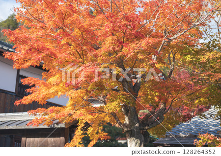 Autumn tree with vibrant orange leaves against traditional buildings. Kyoto, Japan Autumn tree with vibrant orange leaves against traditional buildings. Kyoto, Japan 128264352
