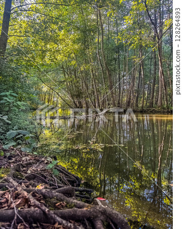 Peaceful forest river reflecting green trees in summer nature landscape. High quality photo 128264893