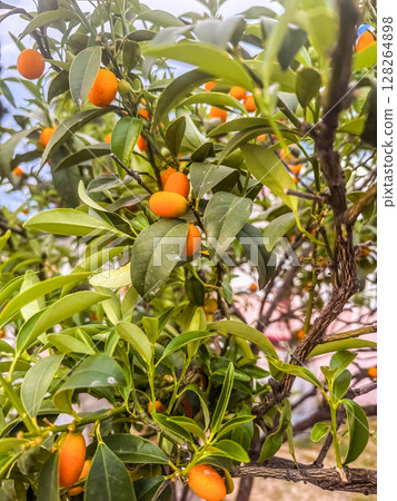 Fresh Kumquats Hanging on Tree Branches, Vibrant Orange Citrus Fruit Close-Up. High quality photo Fresh Kumquats Hanging on Tree Branches, Vibrant Orange Citrus Fruit Close-Up. High quality photo 128264898