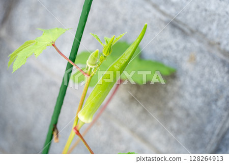 家庭花園裡生長的年輕秋葵果實和芽 家庭花園裡生長的年輕秋葵果實和芽 128264913