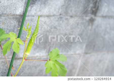 家庭花園裡生長的年輕秋葵果實和芽 128264914