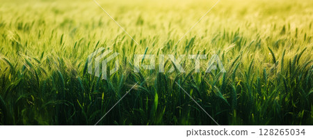 Lush green crop field under soft evening light. 128265034