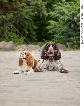 Day in the life. Two happy spaniel dogs relaxing on paved path surrounded by lush greenery Day in the life. Two happy spaniel dogs relaxing on paved path surrounded by lush greenery 128265069