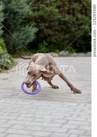 Catch and go. Energetic Weimaraner dog playing fetch with purple ring on paved pathway Catch and go. Energetic Weimaraner dog playing fetch with purple ring on paved pathway 128265080