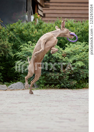 Catch and go. Weimaraner dog joyfully jumping to catch ring toy in garden setting Catch and go. Weimaraner dog joyfully jumping to catch ring toy in garden setting 128265084