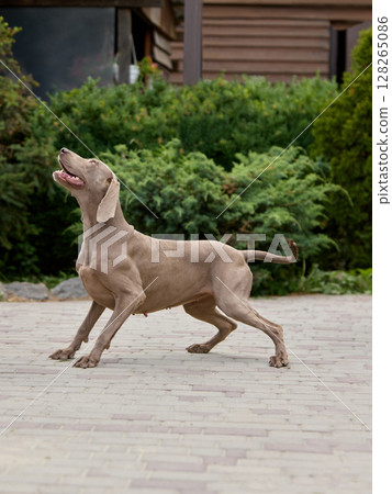 Gray Weimaraner dog joyfully playing on paved patio with lush green shrubs and rustic wooden house background 128265086