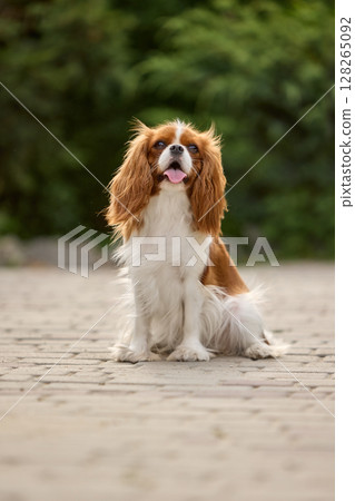 Cavalier King Charles spaniel sitting on cobblestone path with lush greenery in background 128265092