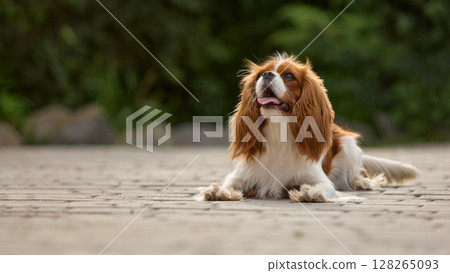 Cavalier King Charles spaniel relaxing on sunlit stony path with lush green foliage in background 128265093
