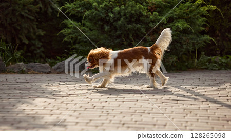 Natural joy. Small dog joyfully running on sunlit cobblestone path in garden setting with lush green bushes 128265098