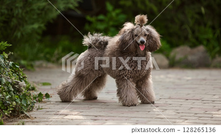 Infectious joy. Elegant fluffy poodle standing on paved path with lush green garden background 128265136