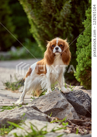 Breed focus. Cavalier King Charles spaniel standing on stones in garden with lush green bushes 128265164