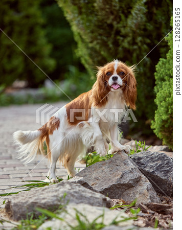 Breed focus. Friendly Cavalier King Charles Spaniel standing on rocks in lush garden setting 128265165