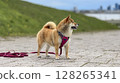 Adorable red Shiba Inu dog happily walking on lush green gras 128265341