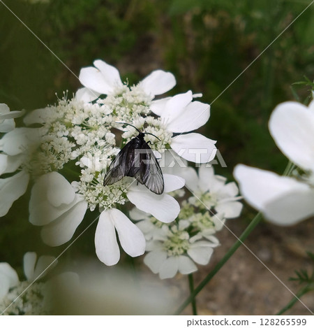A plum blossom-like plant resting on a white flower A plum blossom-like plant resting on a white flower 128265599