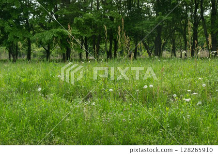 Lush wildflowers 128265910
