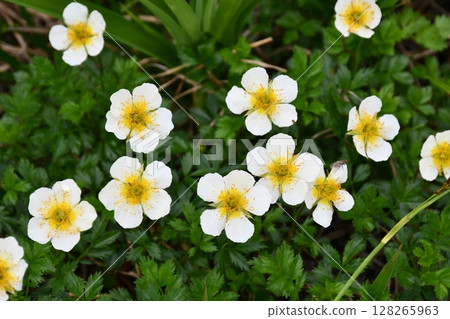 今pentapetalum 128265963