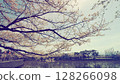 高田城公園的復古櫻花在藍天下盛開 128266098