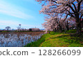 從櫻花堤眺望藍天櫻花盛開的高田城公園① 128266099
