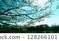 高田城公園藍天白雲下盛開的櫻花 - 交叉處理 128266101