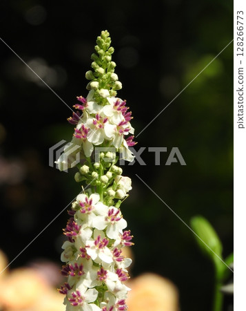 Flowers of the naturalized plant "Shirobanamouzuika" native to Europe, North Africa, etc. Flowers of the naturalized plant "Shirobanamouzuika" native to Europe, North Africa, etc. 128266773