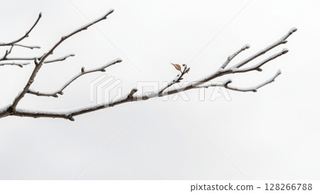 A thin, leafless tree branch stretches across a pale gray sky in a minimalist winter atmosphere 128266788