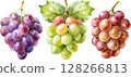 Watercolor Bunches of Grapes 128266813