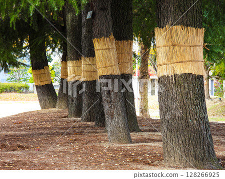 Autumn image: Trees wrapped in straw Autumn image: Trees wrapped in straw 128266925