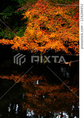 [紅葉] 陰天柔和光線下的雲場池紅葉 [長野縣] 128266952