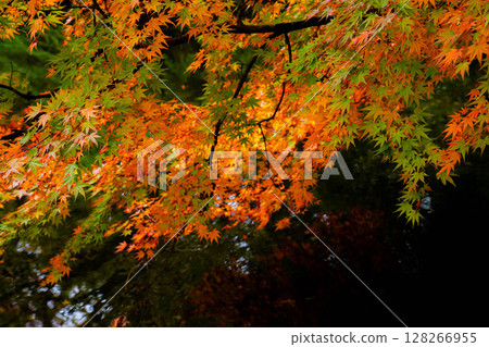 [紅葉] 陰天柔和光線下的雲場池紅葉 [長野縣] 128266955
