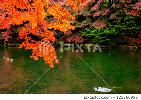 [紅葉] 陰天柔和光線下的雲場池紅葉 [長野縣] 128266959