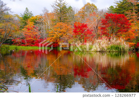 [Autumn leaves] Autumn leaves at Kumoba Pond under the soft light of a cloudy day [Nagano Prefecture] 128266977