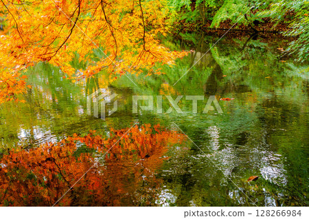 [紅葉] 陰天柔和光線下的雲場池紅葉 [長野縣] 128266984