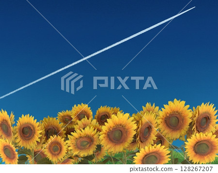 夏日風景，藍天上有向日葵和凝結尾跡 128267207