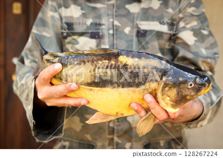 A triumphant angler holds a freshly caught carp, demonstrating success in the sport of fishing. The man hands are wet from the lake water, connection to nature and the fish caught on the hook 128267224