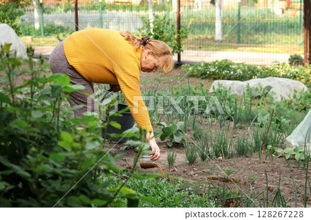 A woman meticulously tending to green garden beds, applying organic fertilizer and providing care and water to foster healthy agriculture 128267228