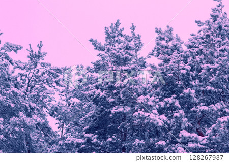 Pine tree crones covered with snow 128267987