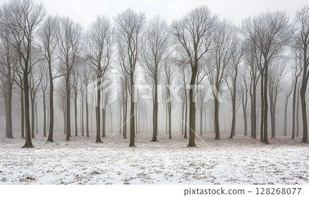 Ethereal winter forest landscape shrouded in fog, trees in snowy scenery 128268077