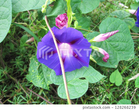Deep purple morning glory flower Deep purple morning glory flower 128268239