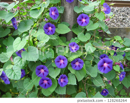 Deep purple morning glory flower Deep purple morning glory flower 128268264