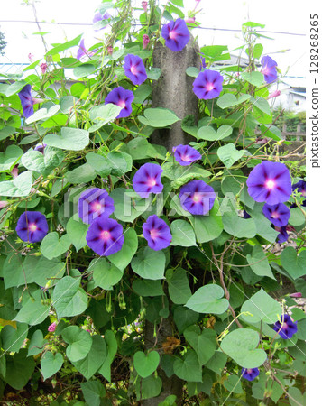 Deep purple morning glory flower Deep purple morning glory flower 128268265